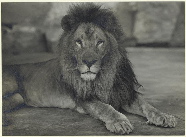 The Face of the Zoo: July 18, 1910