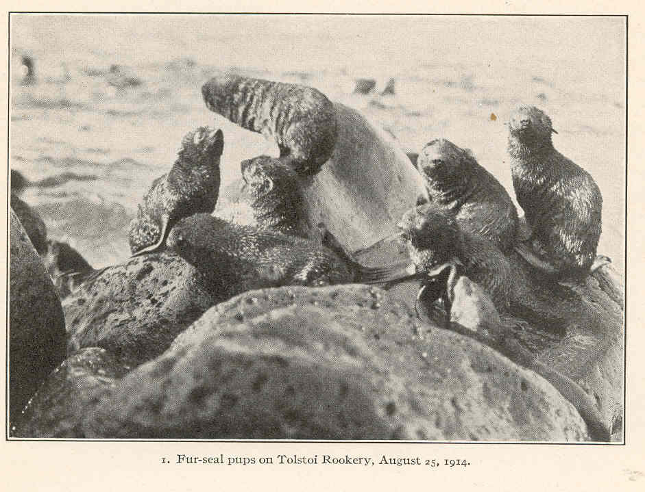 August 25, 1914 — The Tolstoi Rookery Expedition: Federal Wildlife Monitoring in the Pribilofs