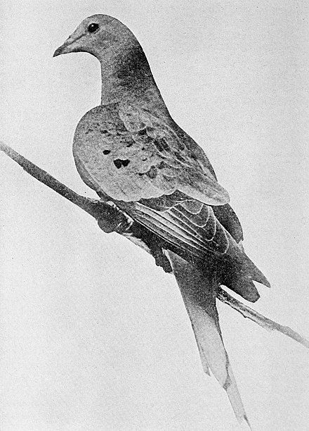 The Day the Passenger Pigeon Disappeared