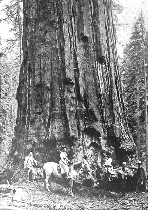 The Establishment of Sequoia National Park